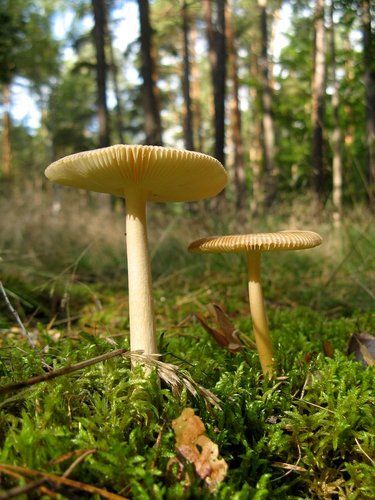 EISENSCHWEINKADER | Mal was Anderes... Ringenwalde 138 1280x768.sized Mal was Anderes...