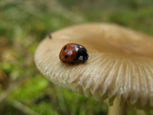 EISENSCHWEINKADER | Mal was Anderes... Ringenwalde 140 1280x768.sized Mal was Anderes...