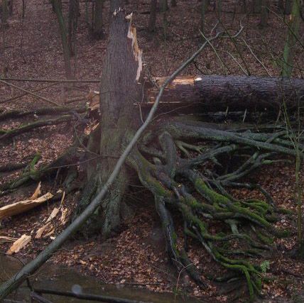 EISENSCHWEINKADER | Die säuische Wurzelfichte: zum Phall eines Baumes fichte 2 Die säuische Wurzelfichte: zum Phall eines Baumes