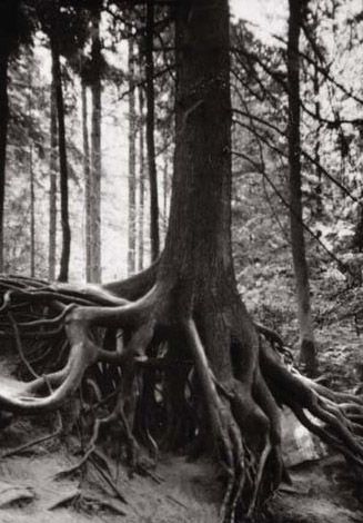 EISENSCHWEINKADER | Die säuische Wurzelfichte: zum Phall eines Baumes fichte ph Die säuische Wurzelfichte: zum Phall eines Baumes