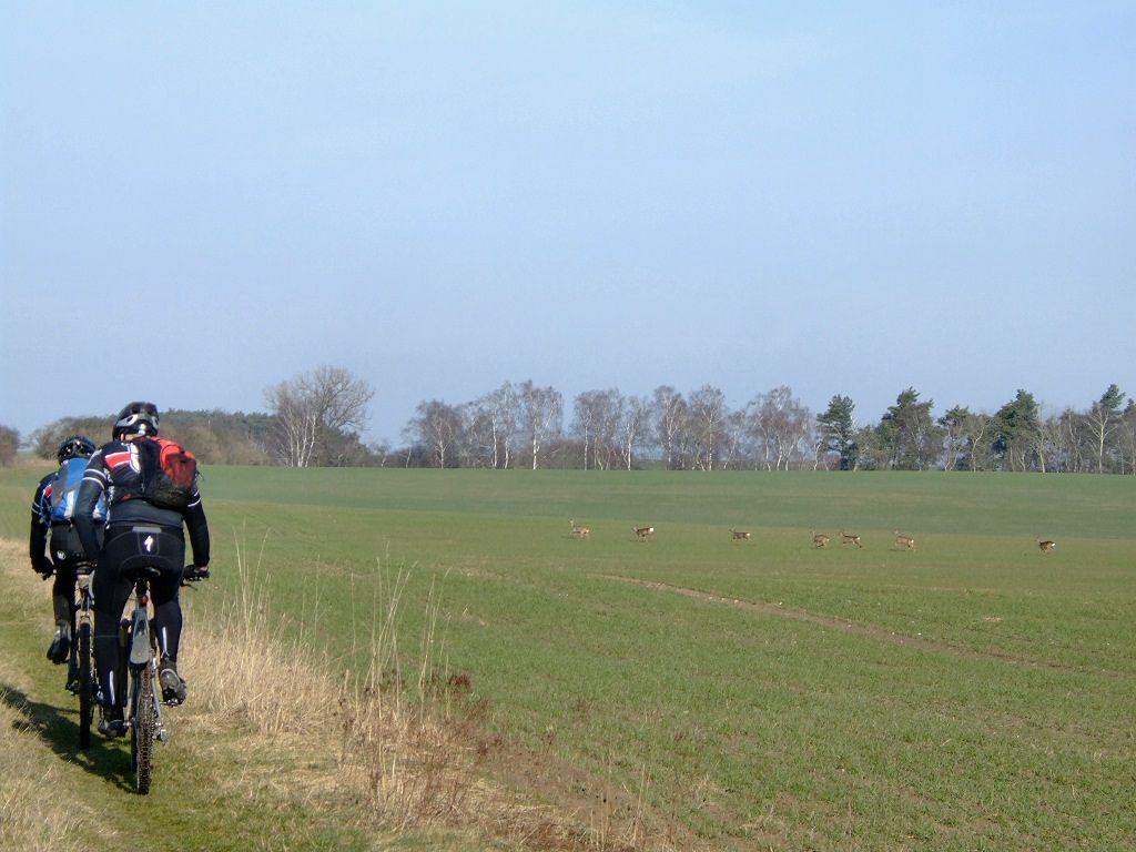 ESK-Rehe