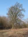 und immer noch kein Gr�n